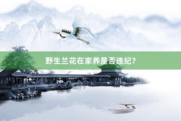 野生兰花在家养是否违纪？
